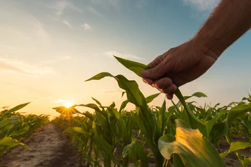 Fotobehang Farmer is examining corn crop plants in sunset © Bits and Splits