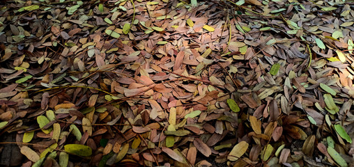 The background of dry leaves against the ground.
