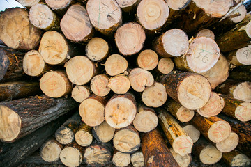 Timber production, Wooden planks on timber yard, warehouse or sawmill