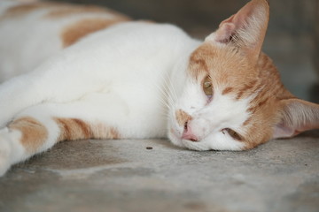 Obraz na płótnie Canvas Lazy cat in weekend