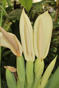 "Giant Elephant Ear" flower (or Indian Taro) in St. Gallen, Switzerland. Its Latin name is Colocasia Gigantea, native to Southeast Asia.