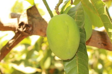Raw and green mango fruit on the tree in Crete Island, Greece. Its Latin name is Mangifera Indica.