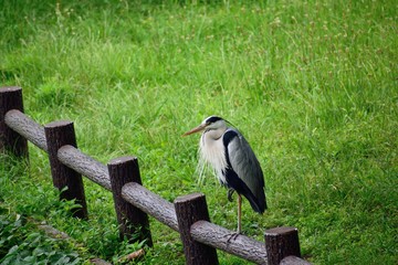 水元公園 池のほとりのアオサギ