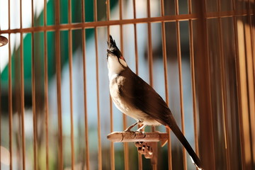 Red-whiskered bulbul bird or Pycnonotus jocosus bird or Pycnonotidae bird in the bird cage.
