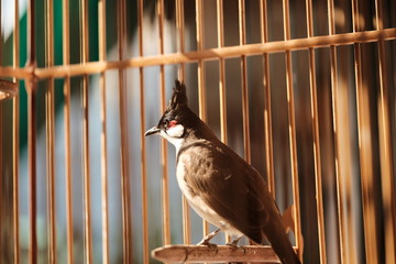 Red-whiskered bulbul bird or Pycnonotus jocosus bird or Pycnonotidae bird in the bird cage.