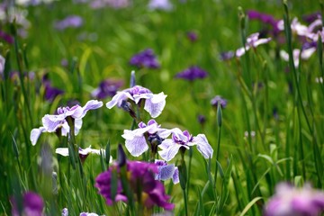 Obraz na płótnie Canvas 花菖蒲 紫の花