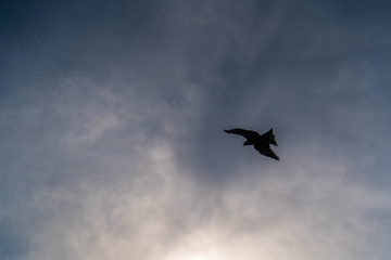 Hawk in cloudy sky