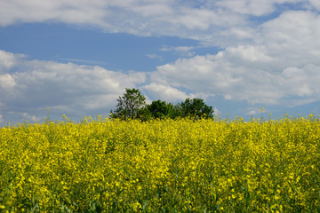 Rapsfeld im Frühling und blauer Himmel 