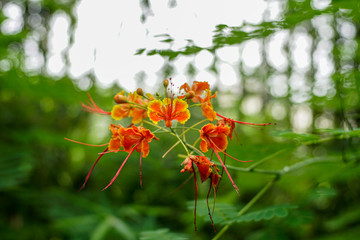Red-yellow flowers on the green leaves background in garden