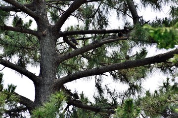 木の上に集まるムクドリ群れ