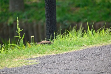 草むらを歩くムクドリ
