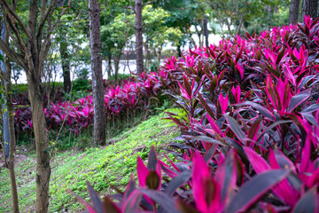 Tropical plants with pink leaves in Chinese park with trees and green grass, travel by China