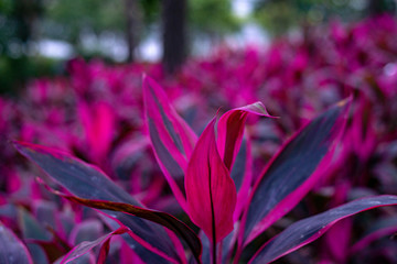 Exotic plants with pink leaves close up, travel by world