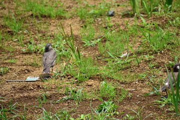 草むらを歩くムクドリ