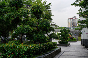 Chinese trees bonsai, bushes and plants in the square in big city. Travel over the world, nature concept