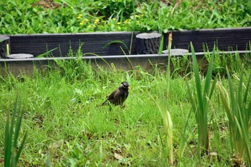 草むらを歩くムクドリ