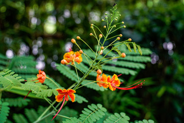 A sprig of beautiful orange flowers among green foliage. Open and closed buds with red petals with yellow border
