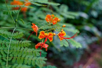 Orange exotic flowers surrounded by green leaves