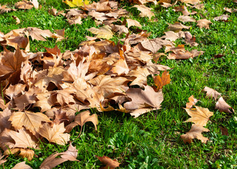 Autumn leaves on green grass field