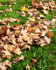 Autumn leaves on green grass field