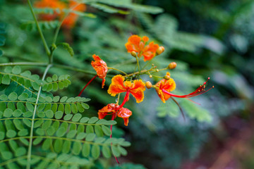Orange flowers among green leaves in park in Hong Kong