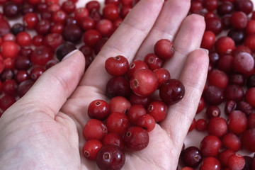 woman hand holding Frozen cranberry with hoarfrost