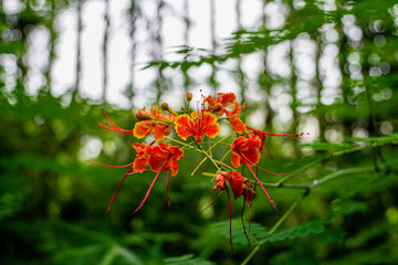 Exotic flowers on a background of greenery in park