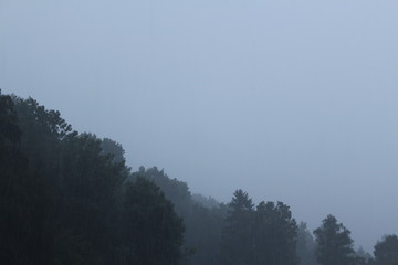 Foggy forest with rainy weather in Bregenz, Austria.