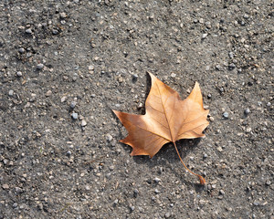 Isolated fallen leaf on natural pathway