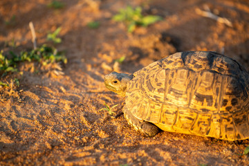 Leopard tortoise in the beautiful afternoon light.