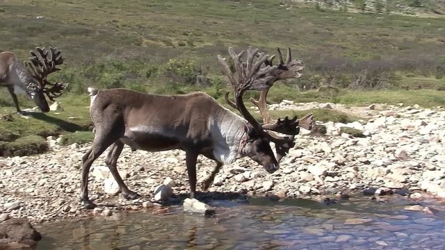 Mongolia. Darkhat basin. The camp of reindeer herders. Deer.