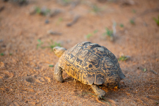 Leopard tortoise in the beautiful afternoon light.