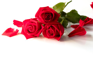 red rose isolated on white background , vaientine day