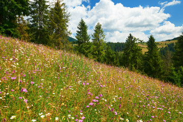beautiful wildflowers on bright meadow, summer landscape, high spruces on hills - travel destination scenic, carpathian mountains