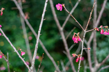 Beautiful pink flowers on the tree brunches in tropical climate, botanical concept exotic plants