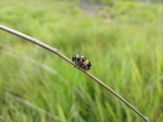 The ladybug on the dry grass branch.