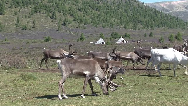 Mongolia. Darkhat basin. The camp of reindeer herders. Deer.