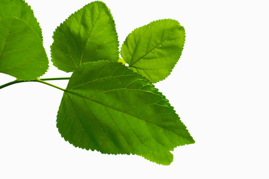 Mulberry green  leaves bright and clean color on isolate background