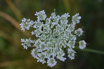 Non-Edited Mossy Glen