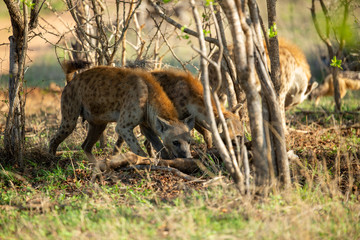 Clan of Hyaena fighting over the scraps of a lion kill