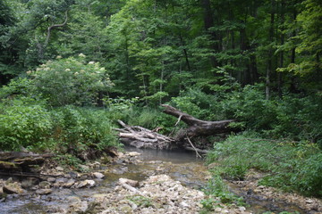 Non-Edited Mossy Glen