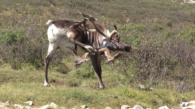 Mongolia. Darkhat basin. The camp of reindeer herders. Deer.
