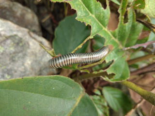 The Millipede on the leaf that it is eating.