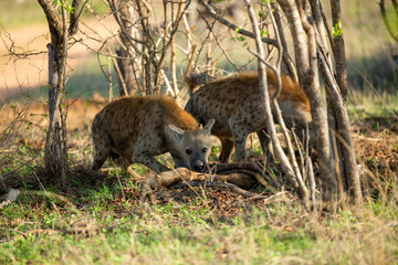 Clan of Hyaena fighting over the scraps of a lion kill