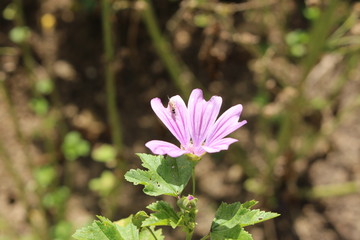 "Common Mallow" flower (or French Hollyhock, Cheeses, High Mallow, Tall Mallow, Round Dock) in Ulm, Germany. Its Latin name is Malva Sylvestris, native to Europe and Asia.