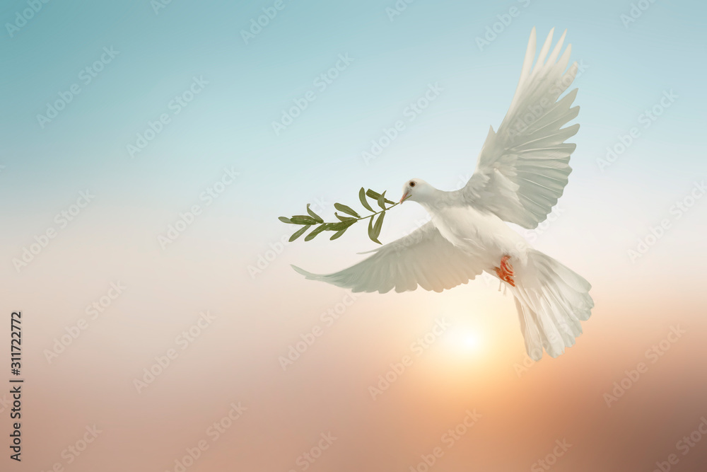 Poster white dove or white pigeon carrying olive leaf branch on pastel background and clipping path and int