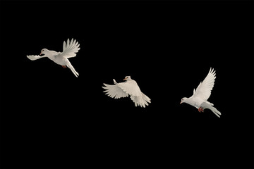 Three White doves flying on black background and Clipping path .freedom concept and international...