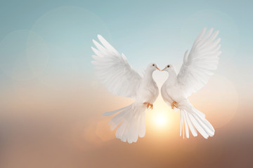  White pigeons flying in heart shape on pastel background and Valentine's Day 