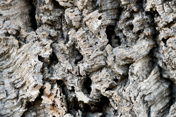 Texture of a cork tree bark macro photo