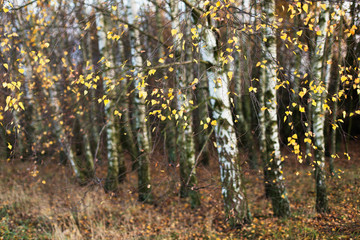 Fototapeta premium Birch forest in autumn. Autumn concept. Autumn in a birch forest